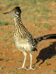 Abundant wildlife among Sedona's canyons, vistas and scenic red rock views