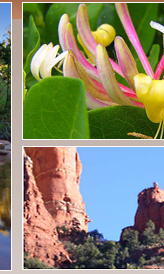 Snoopy Rock red rock formation and honeysuckle blossoms on Sedona's hiking trails