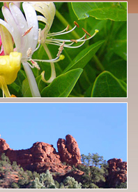 Honeysuckle blossoms and Snoopy Rock in Sedona, Arizona