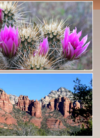Pink cactus flower blooms in Sedona AZ